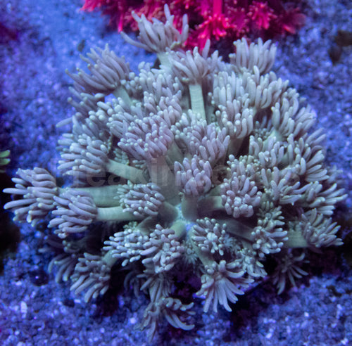 Mistveil Goni