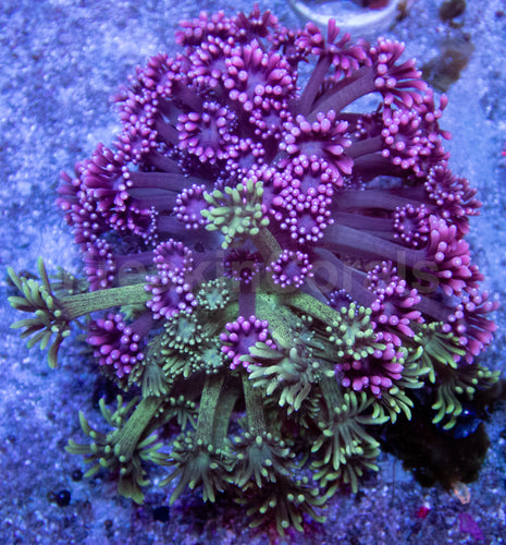 BiGlow Bloom Goni