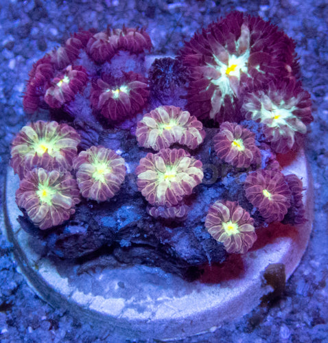 Ruby Bloom Mini