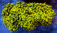 Carregar imagem no visualizador da galeria, Golden Venom Hammer