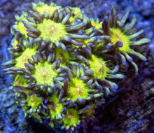 Carregar imagem no visualizador da galeria, Stardust Pearl Goni (Mini Frag)