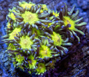 Stardust Pearl Goni (Mini Frag)