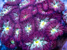 Load image into Gallery viewer, Ruby Bloom Mini