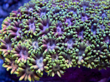 Carregar imagem no visualizador da galeria, Sunburst Petal Goni
