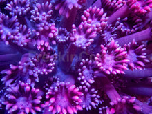Carregar imagem no visualizador da galeria, Crimson Vortex Goni