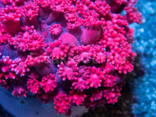 Carregar imagem no visualizador da galeria, Bluefire Blossom Goni