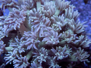 Mistveil Goni