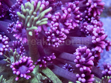 Load image into Gallery viewer, BiGlow Bloom Goni
