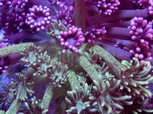 Load image into Gallery viewer, BiGlow Bloom Goni