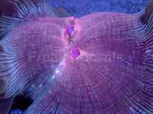 Carregar imagem no visualizador da galeria, Twilight Bloom Elegance