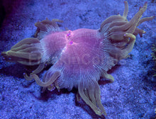 Carregar imagem no visualizador da galeria, Twilight Bloom Elegance