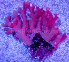 Load image into Gallery viewer, Red Distichopora spp