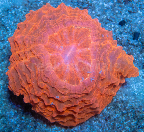 🧡🔥 Inferno Sun Acanthophyllia