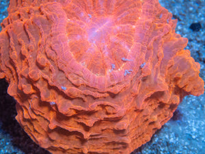 🧡🔥 Inferno Sun Acanthophyllia