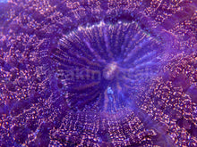 Load image into Gallery viewer, FK Gold Dot Acantophyllia Aussie FK562