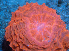 Carregar imagem no visualizador da galeria, 🧡🔥 Inferno Sun Acanthophyllia