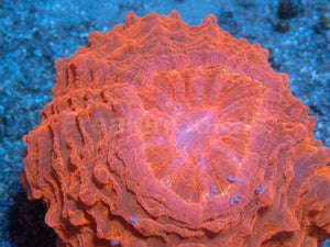 🧡🔥 Inferno Sun Acanthophyllia