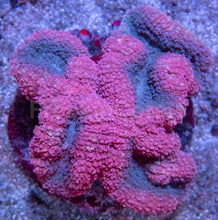 Load image into Gallery viewer, 💗💙 Cotton Candy Crest