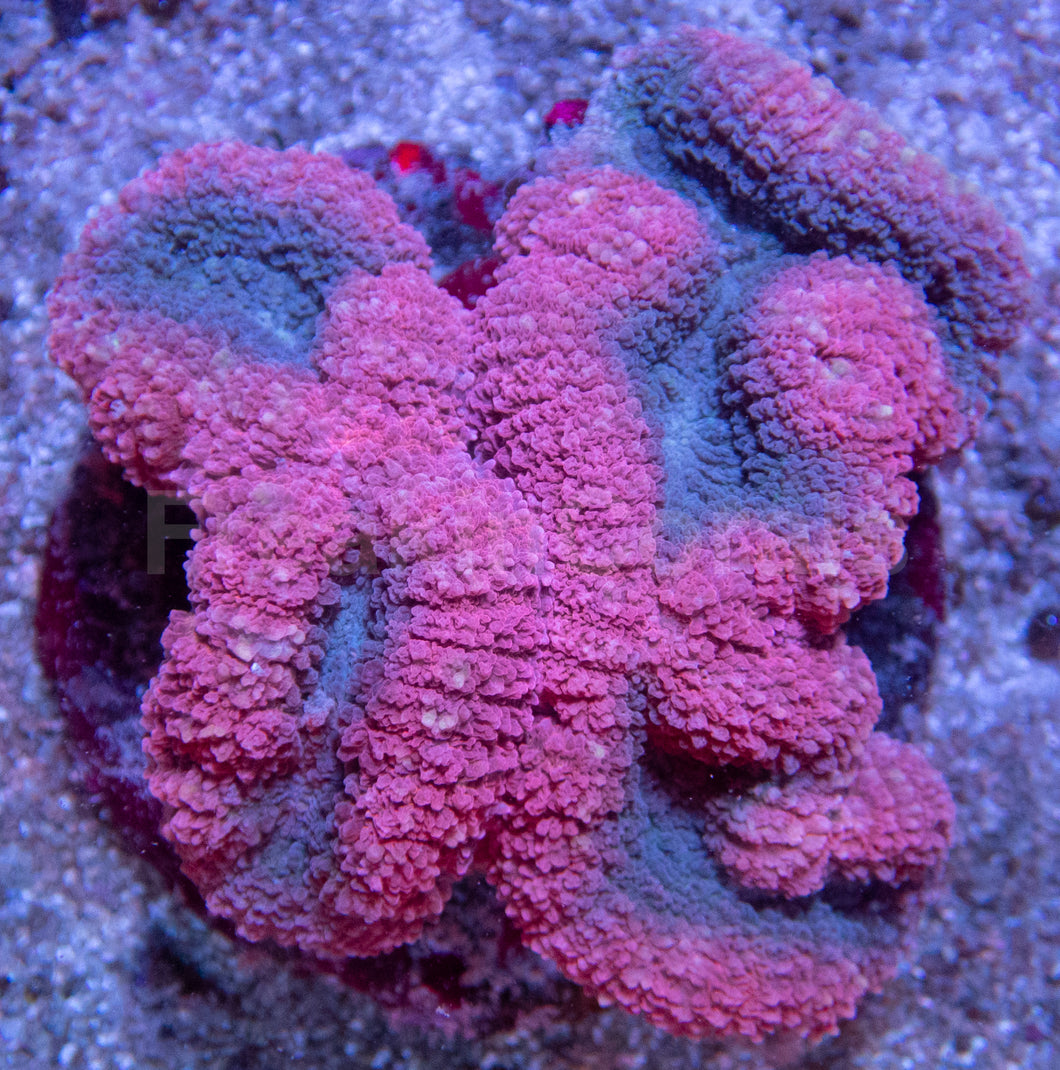 💗💙 Cotton Candy Crest