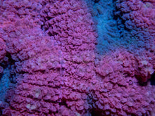 Load image into Gallery viewer, 💗💙 Cotton Candy Crest