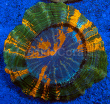 Load image into Gallery viewer, Rainbow Acantophyllia Deshayesiana (Rare Color, Blue Mouth with Green Ring) FK504