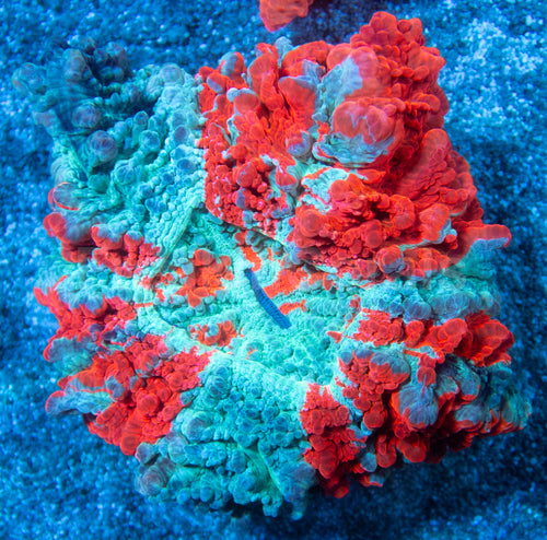 🌊🔥 Ocean Ember Acanthophyllia