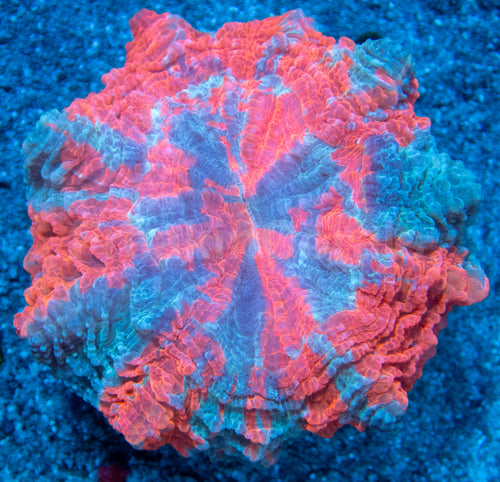 🌊🔥 Ocean Ember Acanthophyllia