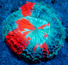Load image into Gallery viewer, 🌊🔥 Ocean Ember Acanthophyllia
