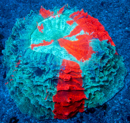 🌊🔥 Ocean Ember Acanthophyllia
