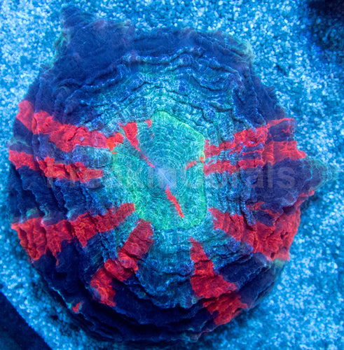 🌊🔥 Ocean Ember Acanthophyllia