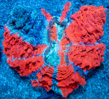 Carregar imagem no visualizador da galeria, 🌊🔥 Ocean Ember Acanthophyllia