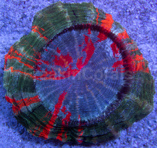 Rainbow Acantophyllia Deshayesiana (Rare Color, Blue Mouth with Green Ring) FK504