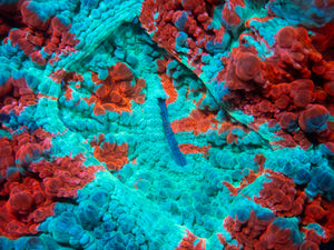 🌊🔥 Ocean Ember Acanthophyllia