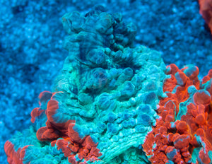 🌊🔥 Ocean Ember Acanthophyllia