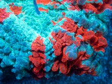 Carregar imagem no visualizador da galeria, 🌊🔥 Ocean Ember Acanthophyllia