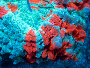🌊🔥 Ocean Ember Acanthophyllia