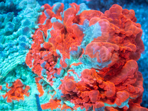 🌊🔥 Ocean Ember Acanthophyllia