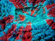 Carregar imagem no visualizador da galeria, 🌊🔥 Ocean Ember Acanthophyllia