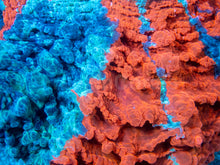 Carregar imagem no visualizador da galeria, 🌊🔥 Ocean Ember Acanthophyllia