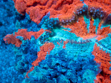 Carregar imagem no visualizador da galeria, 🌊🔥 Ocean Ember Acanthophyllia