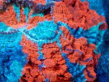 Carregar imagem no visualizador da galeria, 🌊🔥 Ocean Ember Acanthophyllia