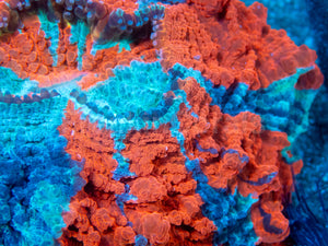 🌊🔥 Ocean Ember Acanthophyllia