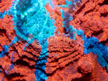 Carregar imagem no visualizador da galeria, 🌊🔥 Ocean Ember Acanthophyllia