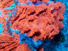 Carregar imagem no visualizador da galeria, 🌊🔥 Ocean Ember Acanthophyllia