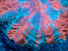 Load image into Gallery viewer, 🌊🔥 Ocean Ember Acanthophyllia