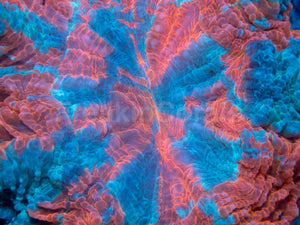 🌊🔥 Ocean Ember Acanthophyllia