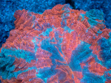 Load image into Gallery viewer, 🌊🔥 Ocean Ember Acanthophyllia