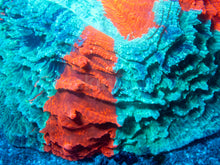 Load image into Gallery viewer, 🌊🔥 Ocean Ember Acanthophyllia