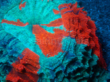 Load image into Gallery viewer, 🌊🔥 Ocean Ember Acanthophyllia