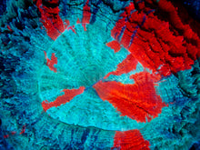 Load image into Gallery viewer, 🌊🔥 Ocean Ember Acanthophyllia